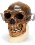 Anthropological skull – Sinanthropus